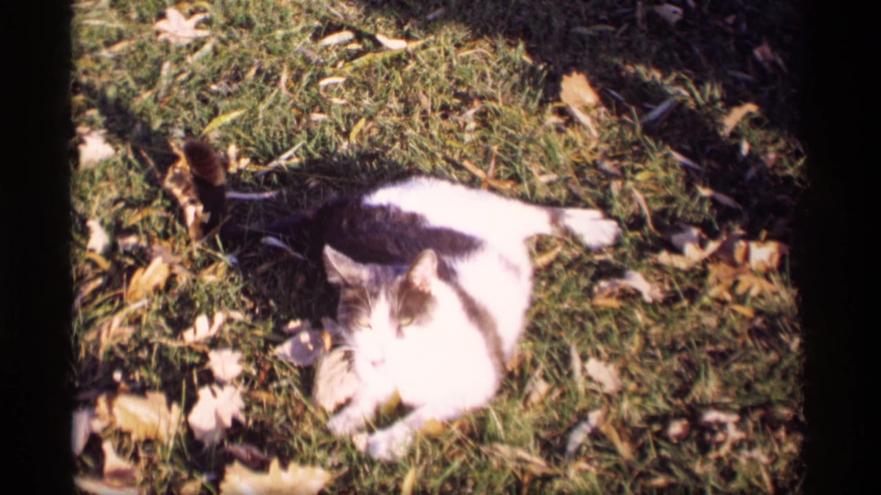 Black and white cat lying on sunlit grass with fallen leaves around it.
