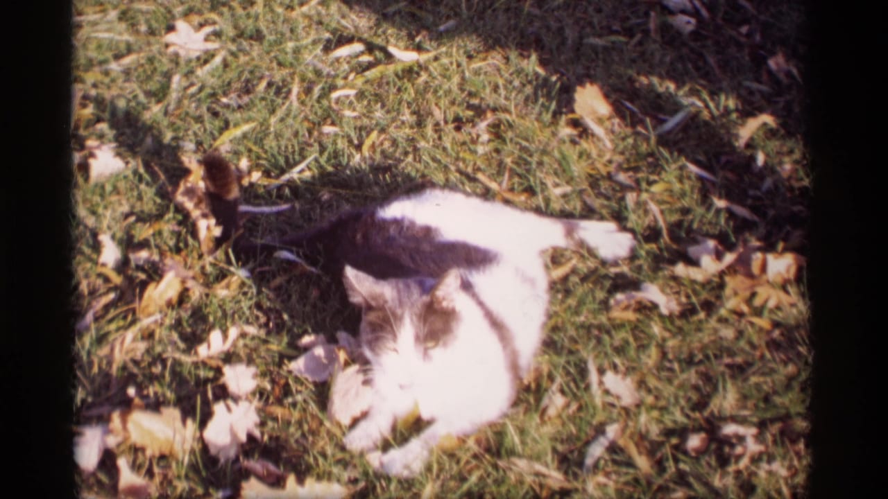 Cat stretched on grass among leaves, seen in soft outdoor light.