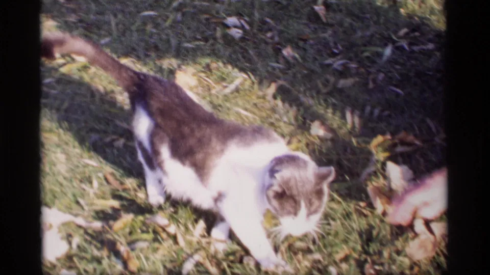 A black and white cat moves through a grassy yard while a partially visible hand reaches down in this 1969 Wisconsin home movie.