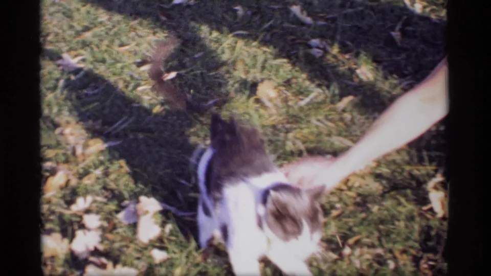 A partially visible person reaches down toward the cat on a leaf-strewn Wisconsin lawn in this 1969 8mm home-movie frame.