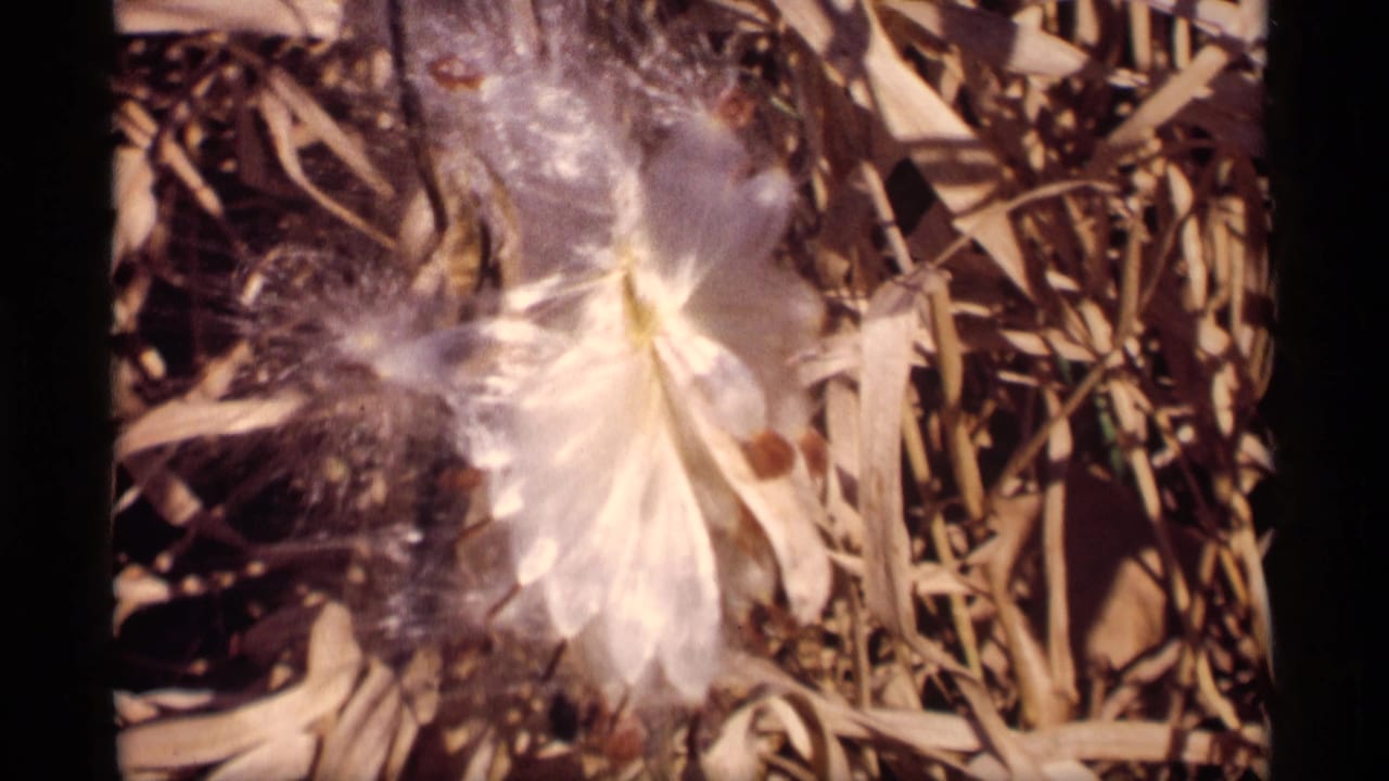 Close view of white feathery seed fibers over dry grass and stems.