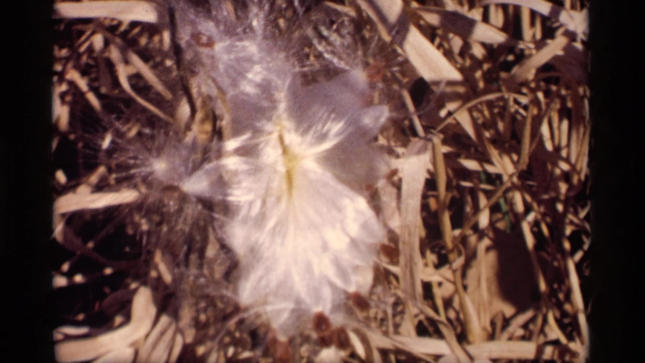 White seed fluff and brown pods rest among dry grass in bright sunlight.