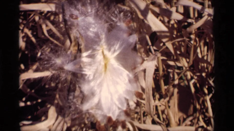 Vintage 8mm frame showing pale feathery seed fibers spreading across dry grass and stems in the 1969 Wisconsin clip.