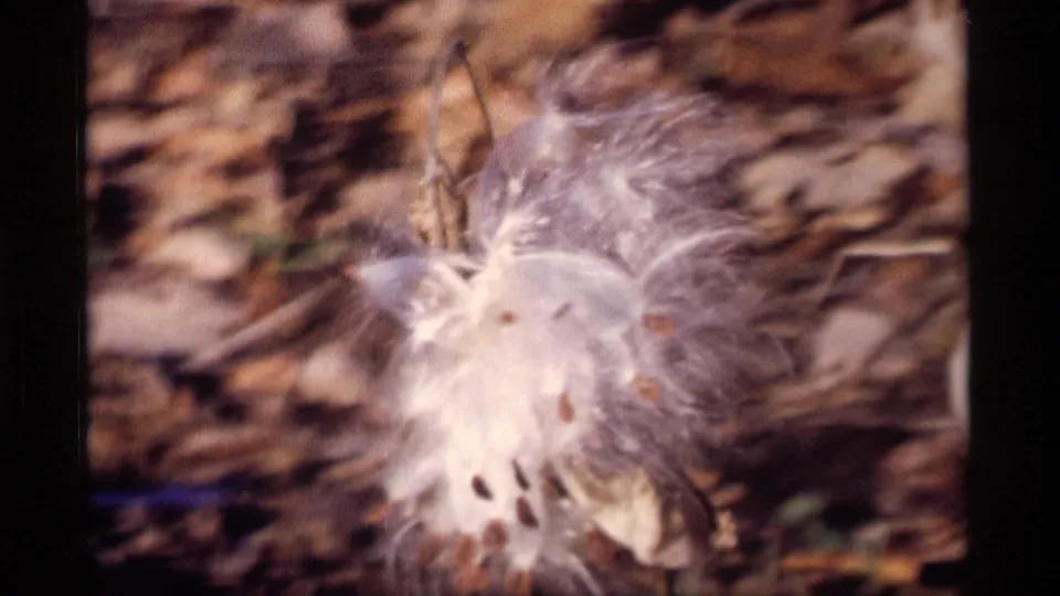Soft final 8mm frame of white seed fluff or flower material with brown pods, dry leaves, and visible vintage film texture.