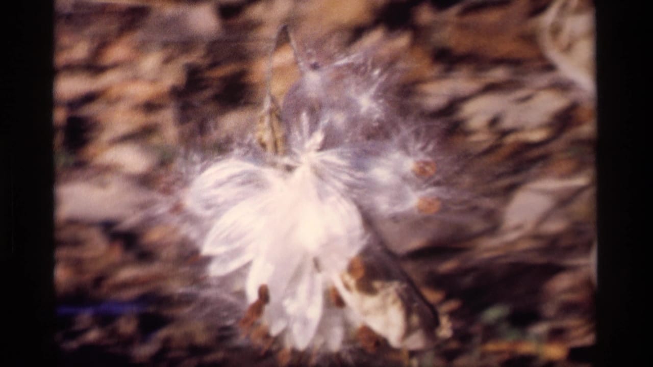 1969 Wisconsin 8mm frame showing a windblown dandelion seed head in soft focus against dry grass and ground.