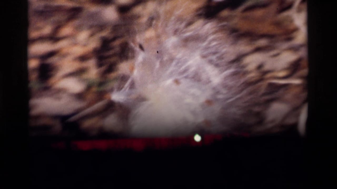 1969 Wisconsin 8mm frame with dandelion seeds scattering in the wind over a soft brown outdoor background.