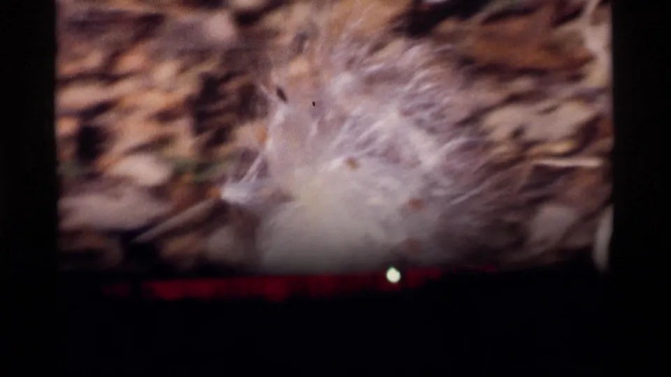 1969 Wisconsin 8mm frame with dandelion seeds scattering in the wind over a soft brown outdoor background.