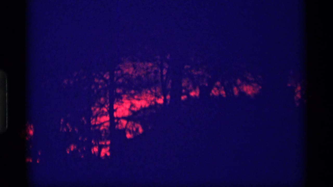 Dark silhouetted trees against a red and purple sunset sky.