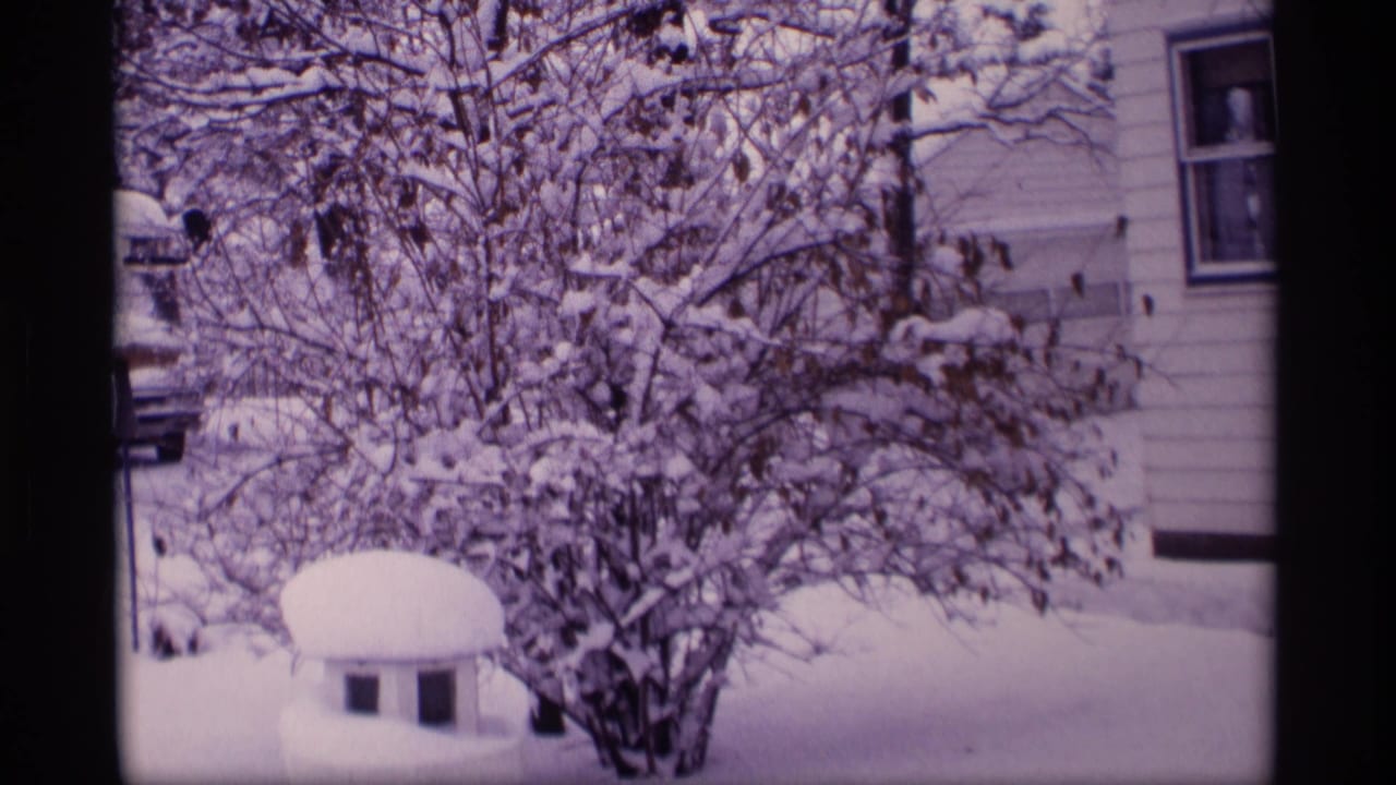 Snow-covered branches in front of a light-colored house and yard.