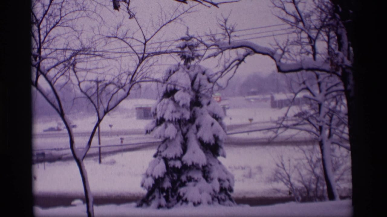 Snow-laden evergreen and bare trees beside a residential road.