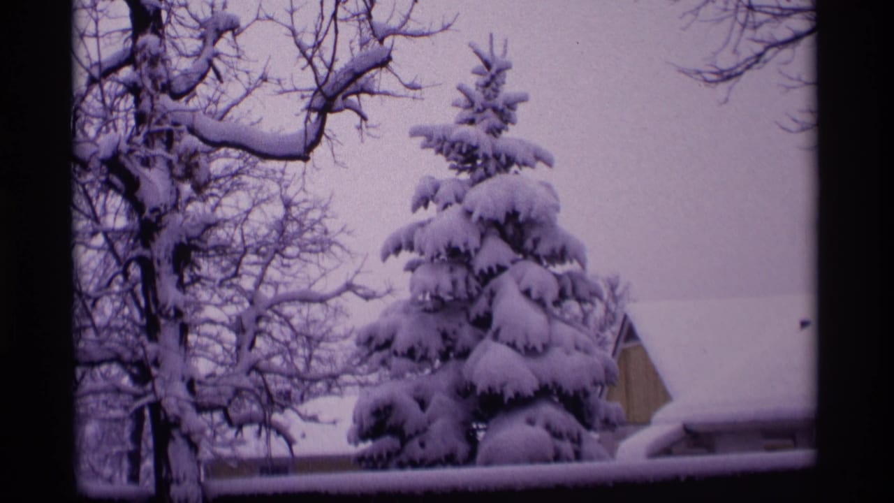 Snowy evergreen framed by bare branches with a roof edge behind it.