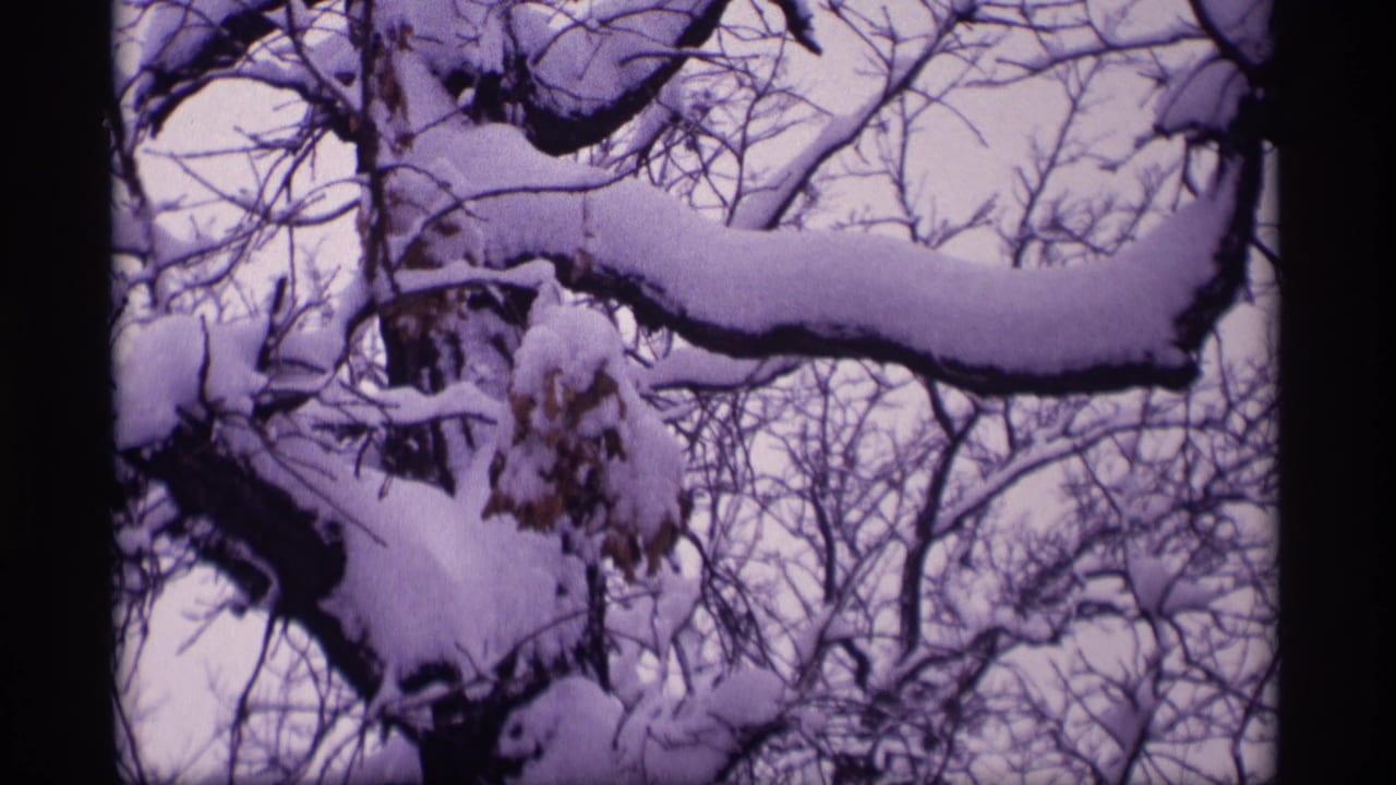 Snow-covered tree branches against a pale winter sky.