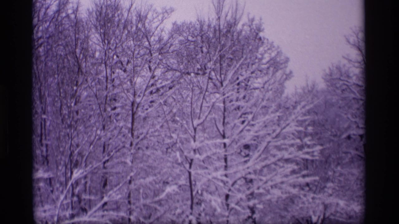 Snowy woodland with bare trees filling the frame.