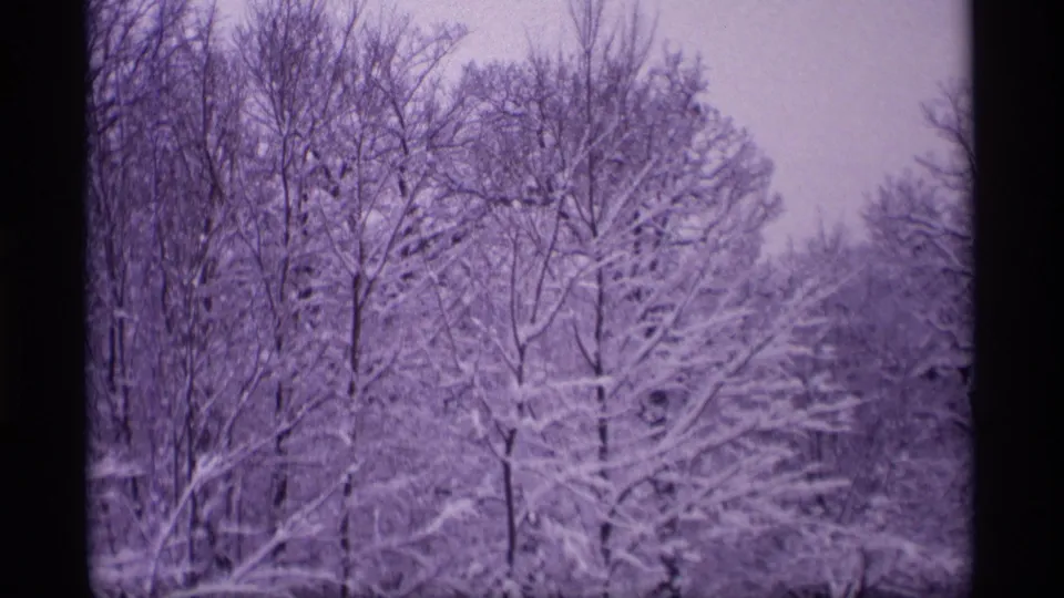 Snow-covered deciduous trees fill a Wisconsin winter 8mm frame, with a muted purple cast and soft exposure.
