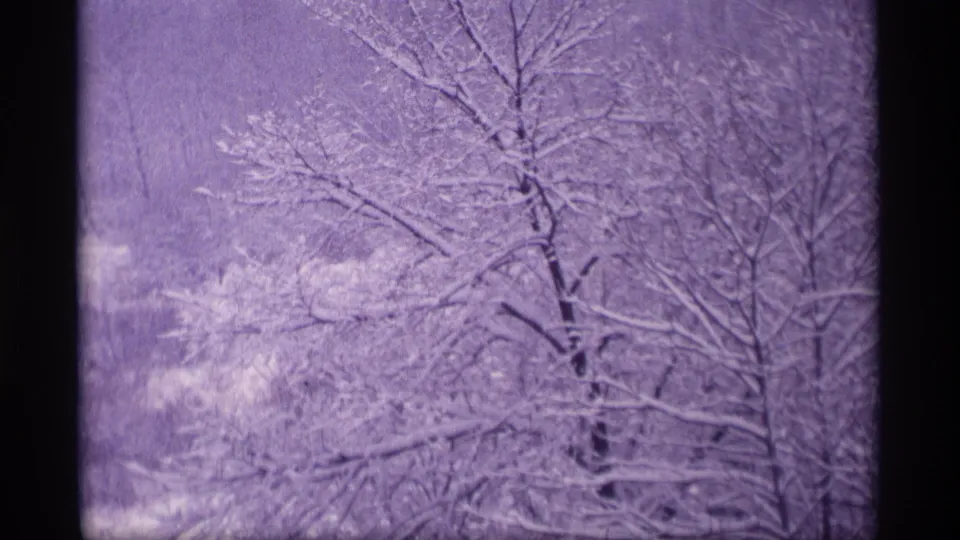 Wisconsin 1969 home-movie frame of snow-covered trees and overlapping branches, softened by haze, grain, and purple aging.