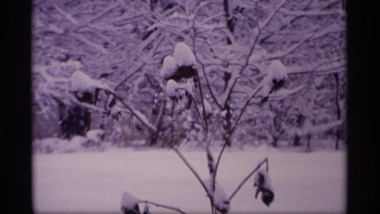 Leafless bush and trees covered with snow in a quiet yard.