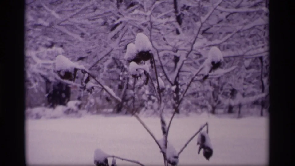 1969 Wisconsin 8mm frame of a leafless bush and background trees coated with fresh snow.
