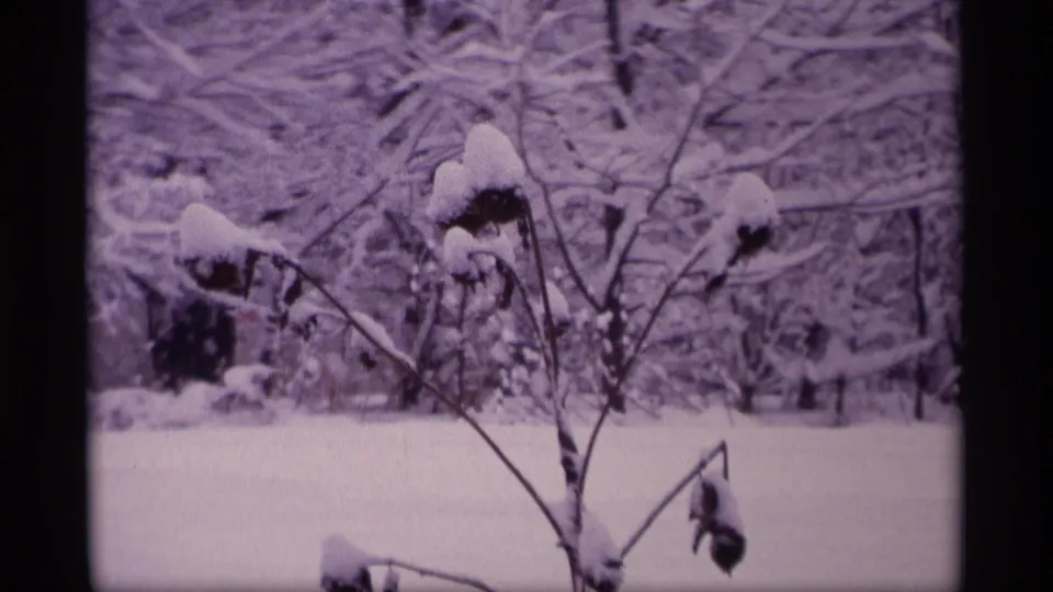 1969 Wisconsin winter frame showing a snow-topped bush against bare trees and a blanketed yard.