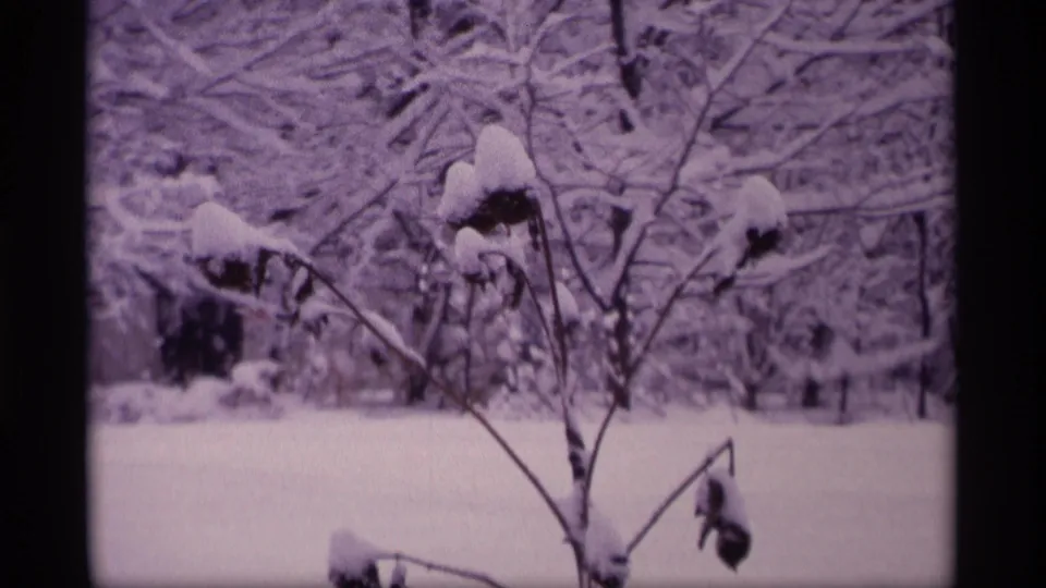 1969 Wisconsin 8mm frame with a leafless bush, snow-laden branches, and a softly tinted winter yard.