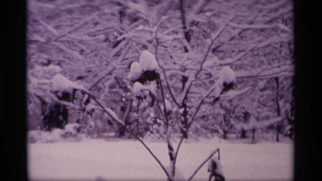 Snow-covered branches and trees behind an open snowy yard.