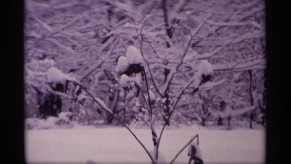 1969 Wisconsin 8mm frame showing snow-laden trees and bare branches across a quiet winter yard.