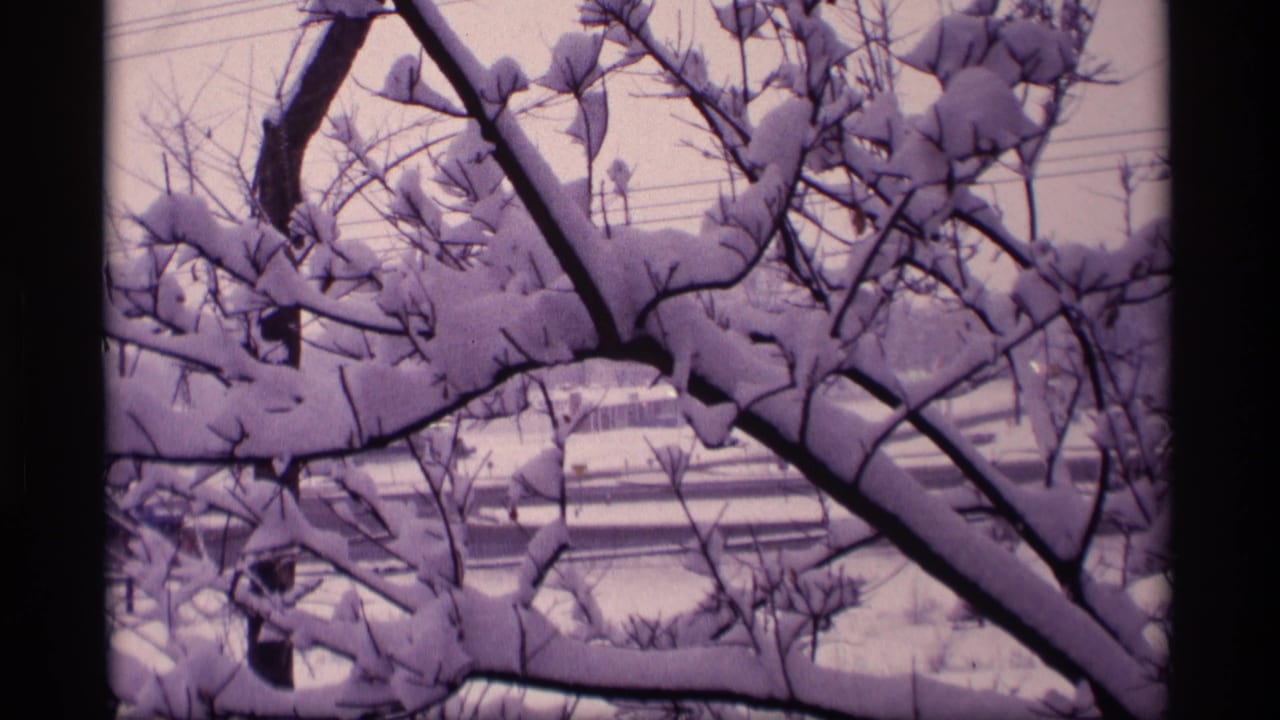 Snowy tree branches fill the frame with utility lines crossing the pale sky.