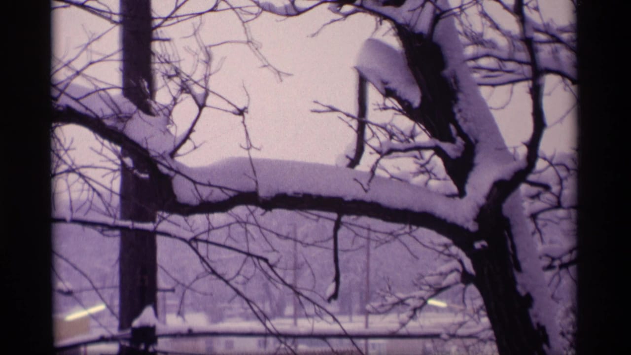 Snow-covered tree branches and trunks frame a winter yard with a distant utility pole.