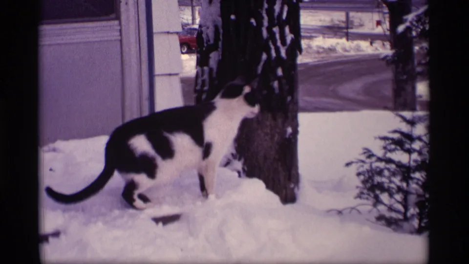 1969 Wisconsin home-movie frame of a black and white cat moving through deep snow beside a tree near a house.