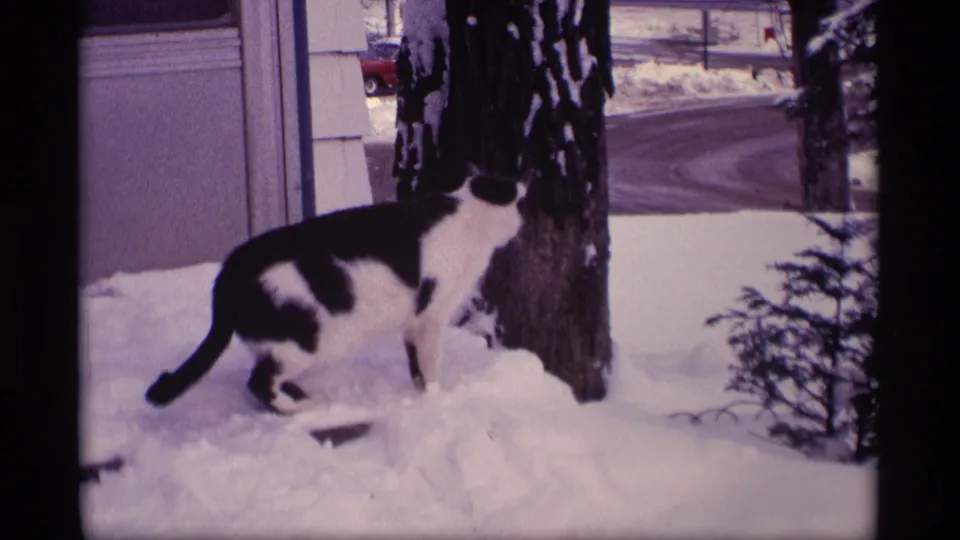 1969 Wisconsin winter frame showing a black and white cat in deep snow, with a tree trunk, house siding, and red car beyond.