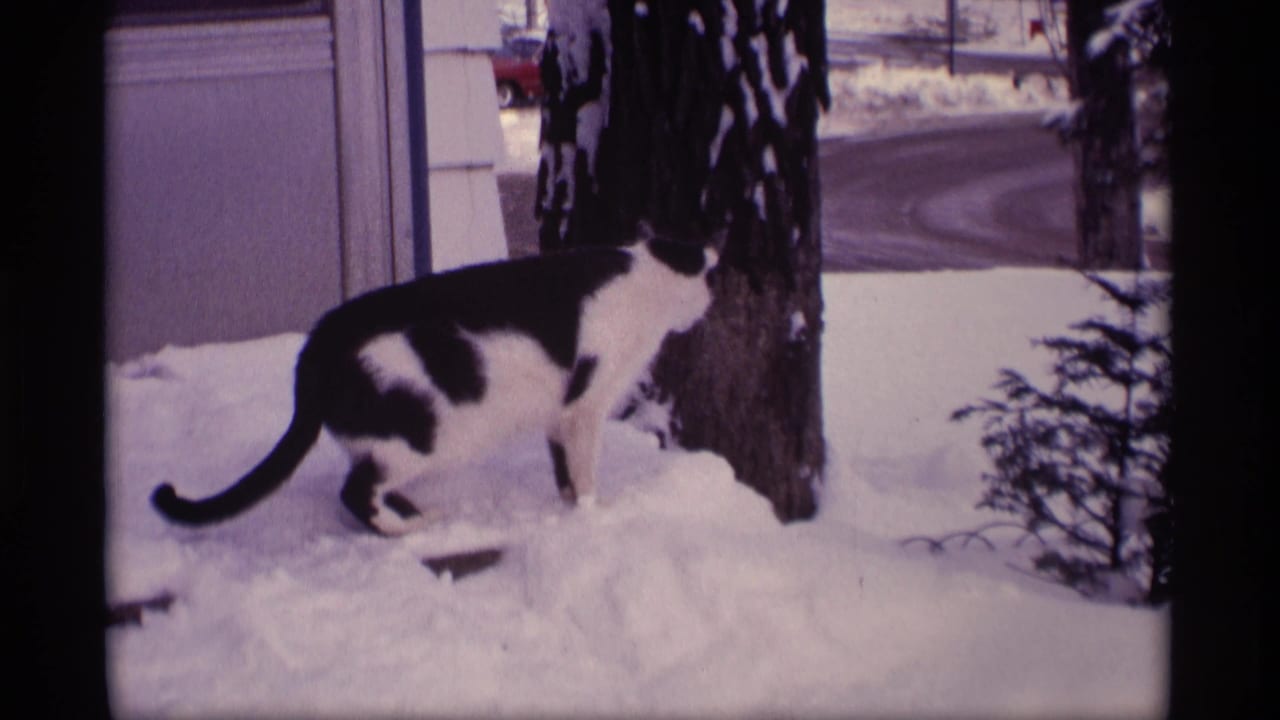 Black and white cat walking through snow beside a house and trees.