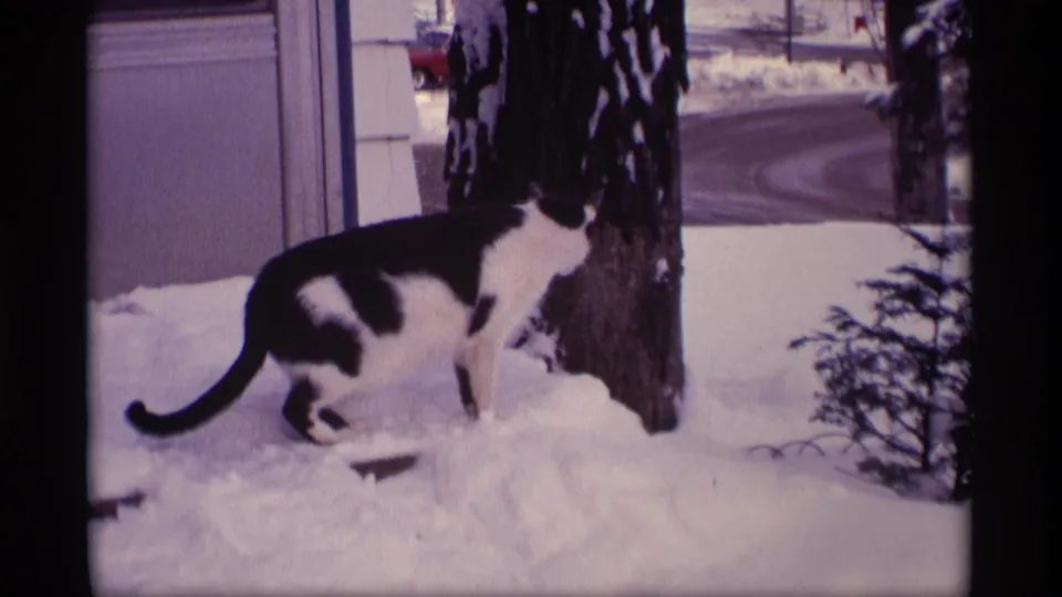 Black and white cat moves through deep snow near a house exterior in supported 1969 Wisconsin home-movie footage.