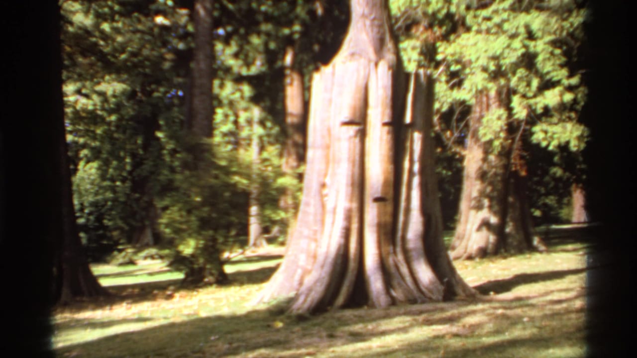 1974 Canadian 8mm frame showing a massive old trunk base with a younger tree rising from it in a shaded forest clearing.