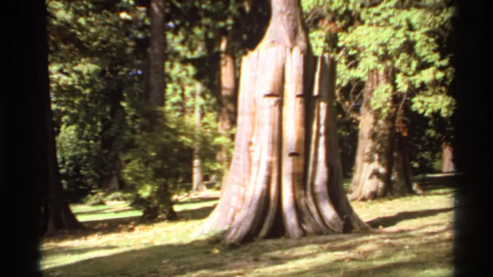 1974 Canadian 8mm frame showing a massive old trunk base with a younger tree rising from it in a shaded forest clearing.