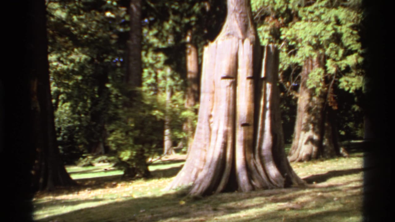 Old tree base and upright trunk framed by dark foreground trees and green woodland.