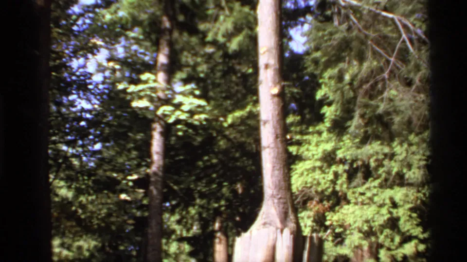 1974 Canadian 8mm frame with the camera tilted higher on the tree, showing the slim trunk and surrounding woodland canopy.