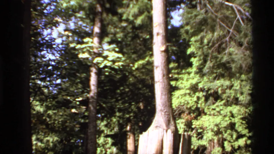 1974 Canadian 8mm view centered on the upper section of a tree growing from an old trunk base in a forest setting.