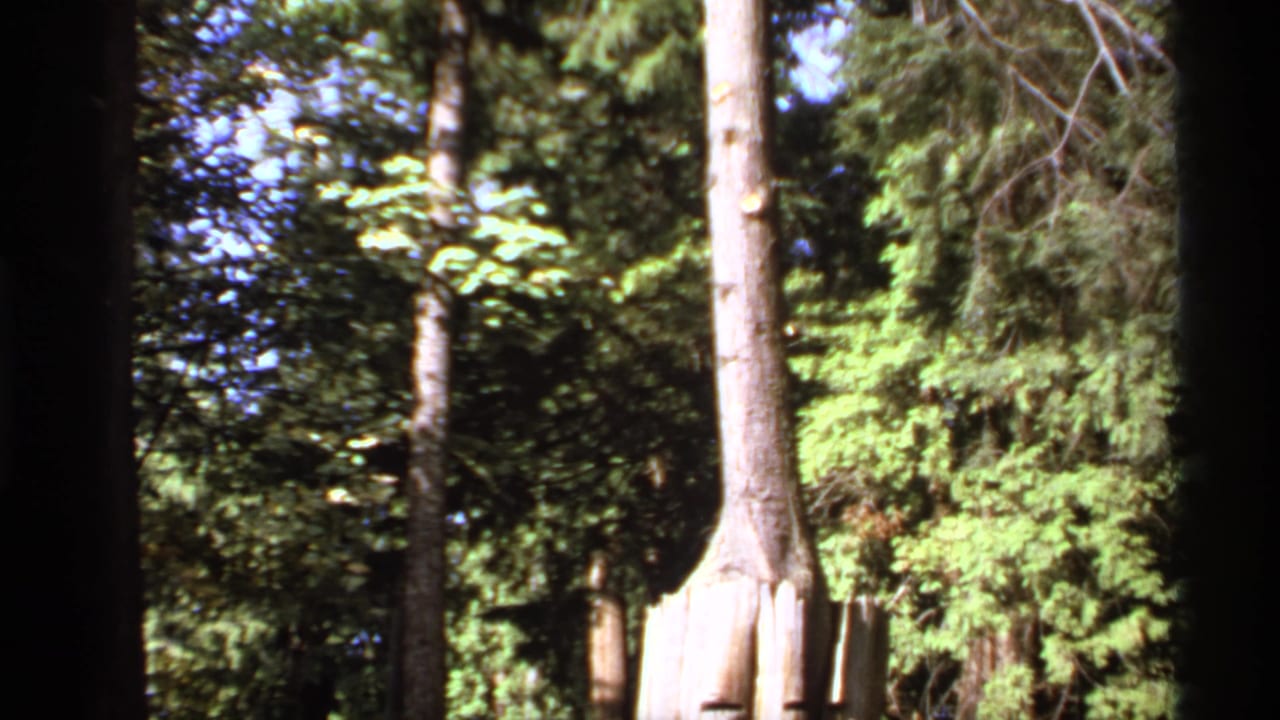 1974 Canada 8mm frame showing tall evergreen trees, leafy growth, and bright sky through dark film borders.