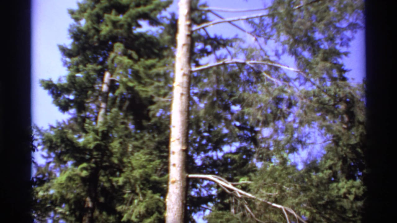 Evergreen trees and a pale trunk against blue sky.