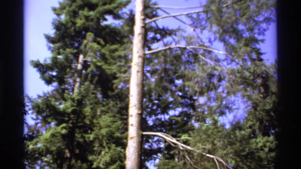 1974 Canada 8mm view of evergreen trees, a pale vertical trunk, and blue sky in a handheld exterior shot.