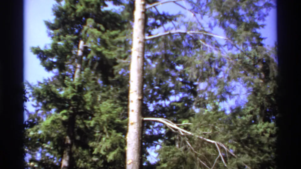 1974 Canada 8mm frame with a tall pale trunk, dense evergreens, blue sky, and dark frame borders.