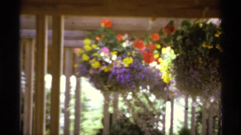 1974 Canada 8mm close view of colorful hanging flower baskets, seen through wooden slats in a landscaped outdoor area.
