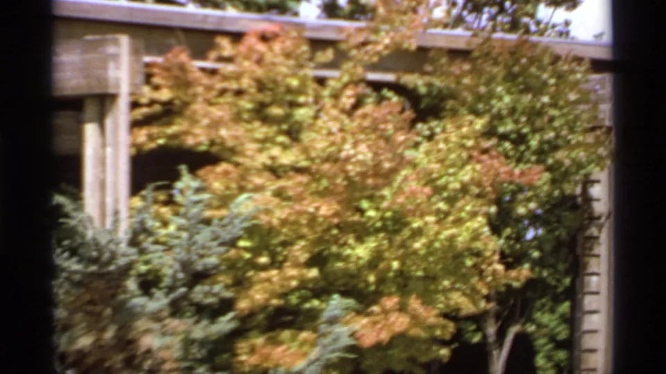 1974 8mm Canada frame showing trees with yellow-orange leaves, evergreen shrubs, and part of an outdoor structure.