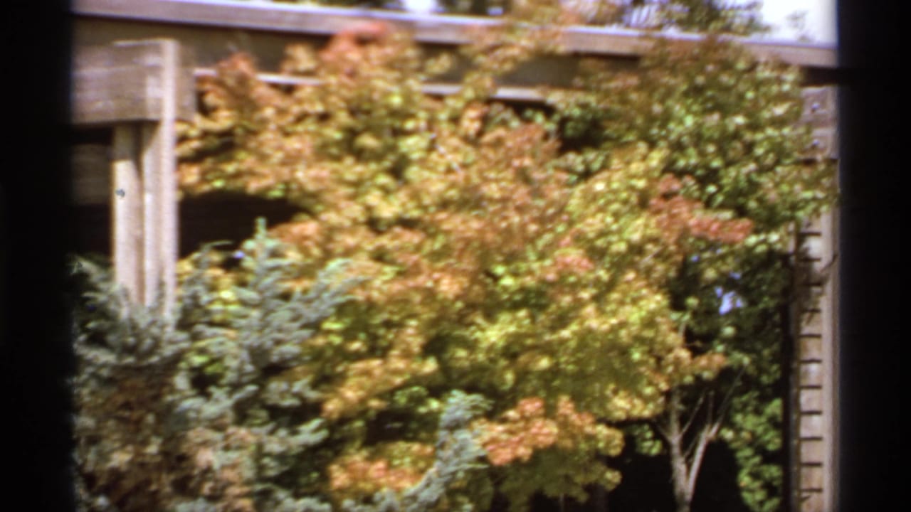 1974 Canadian 8mm frame showing fall-colored trees, evergreen shrubs, and a wooden backyard structure.