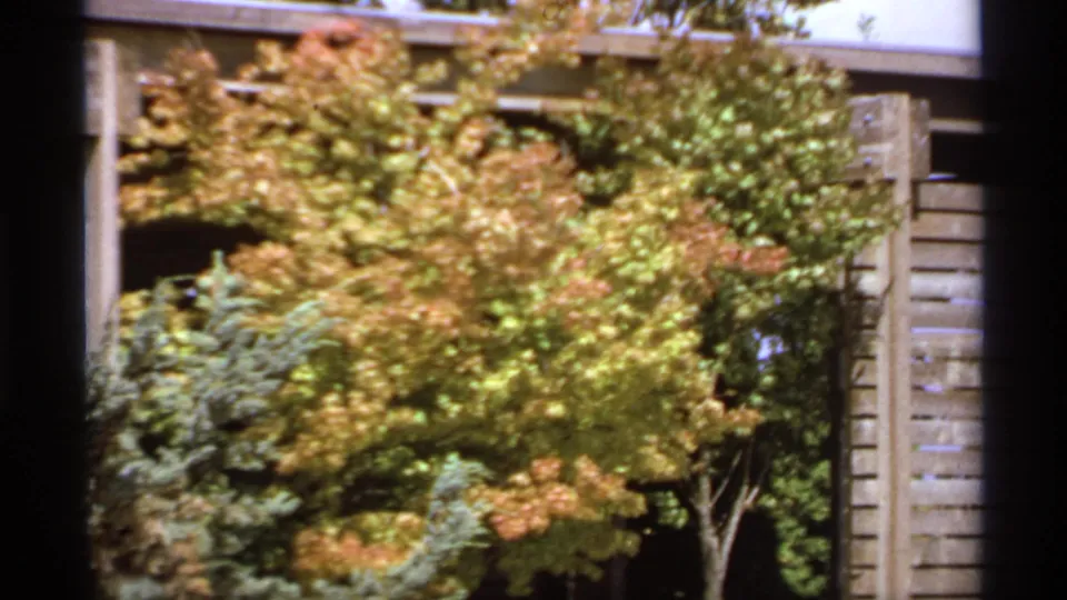 1974 Canadian home-movie view of autumn foliage moving before wooden siding and garden framing.