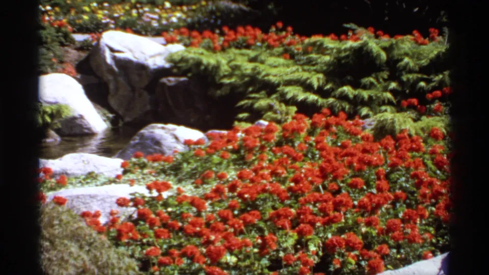 1974 Canada 8mm frame showing red flower beds, pale rocks, low shrubs, and a narrow water feature in the garden.