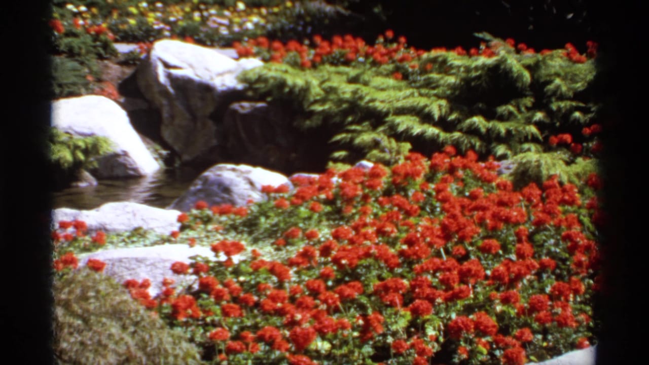 Red flowers, pale rocks, ferns, and a small stream in a landscaped garden.