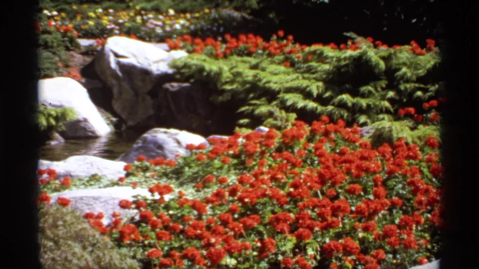 1974 Canadian 8mm view of a landscaped stream with red flowers in front, rocks at left, and ferns behind.