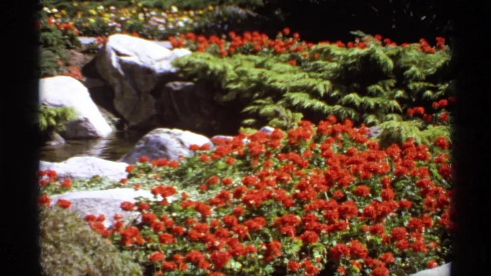 1974 Canadian 8mm frame holding on red blossoms, pale stones, ferns, and a small water channel in a formal garden.
