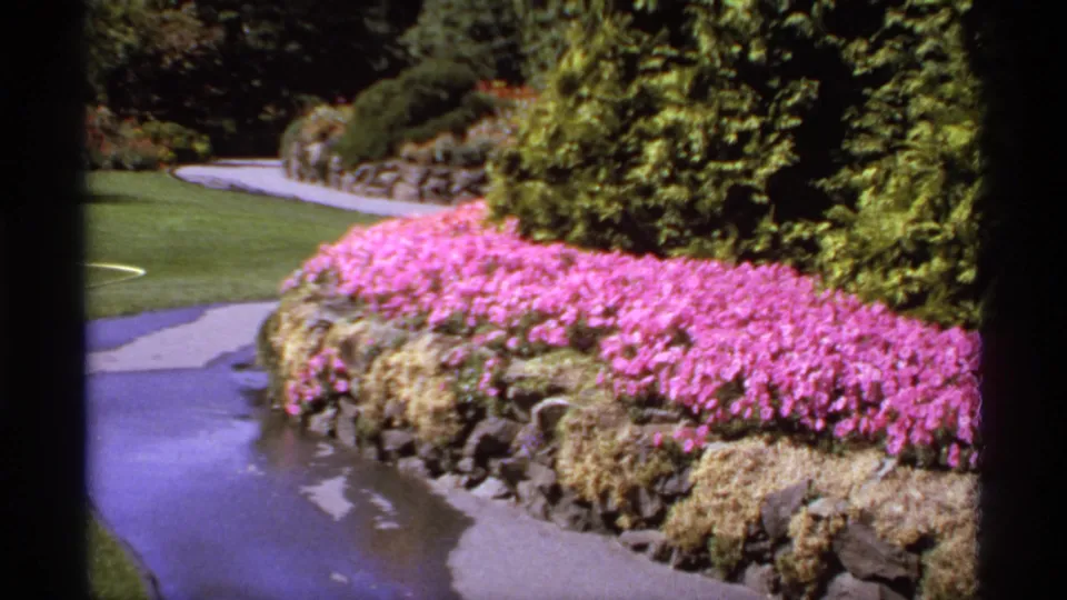 1974 Canadian 8mm frame of a curving garden path bordered by bright pink flowers, stone edging, green lawn, shrubs, and tall trees.