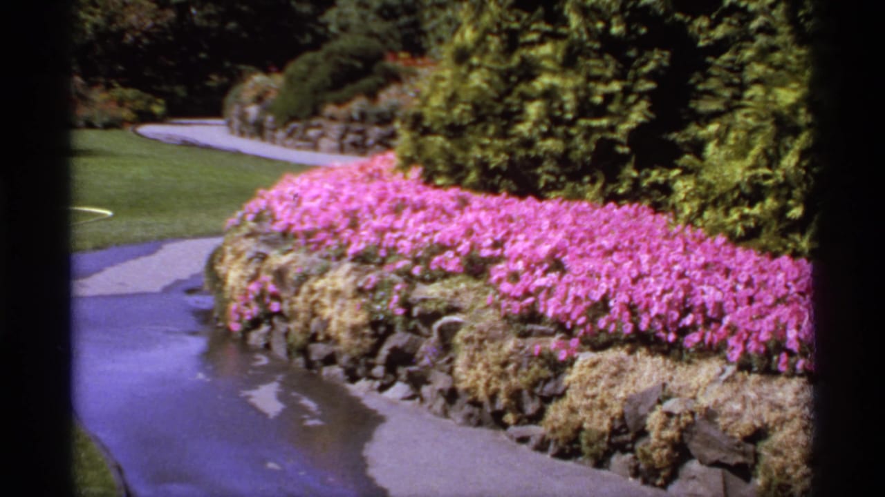 1974 Canadian 8mm frame of a paved garden path curving past a stone retaining wall covered with bright pink flowers and greenery.